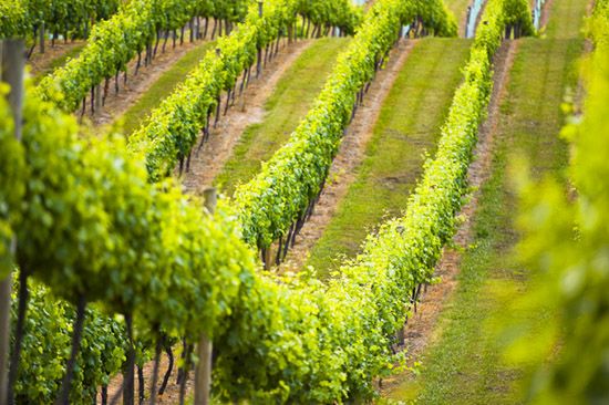 DesignMind wine food and beverage software